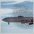 Bird strike!