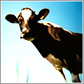 Vaca Curiosa (CC) JelleS @ Flickr